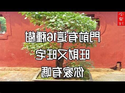 風水 桃|桃樹風水招財有技巧